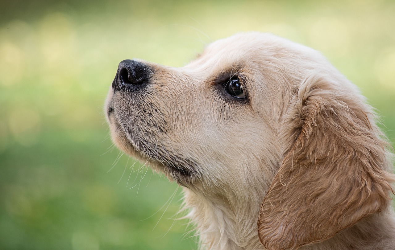 Tips for Training Your Dog to Sit Politely